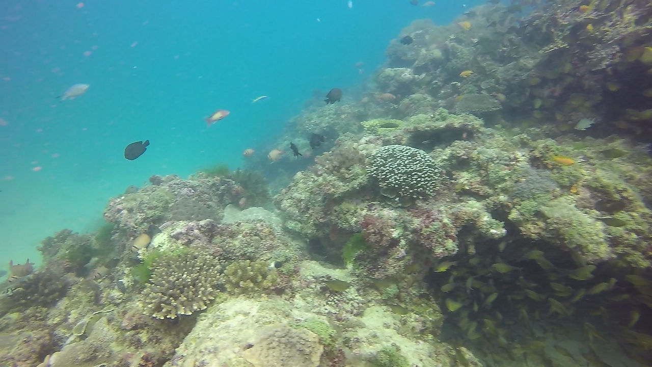 Echantillonnage de coraux noirs
